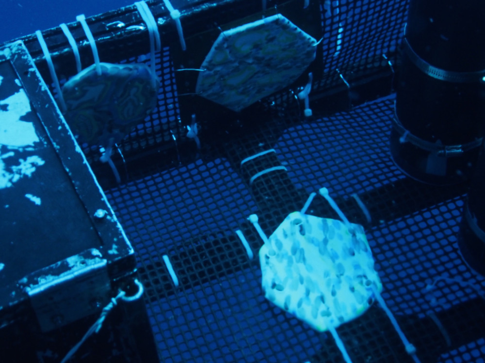 心に深海が宿った夏
写真 : 国立研究開発法人 海洋研究開発機構（JAMSTEC）